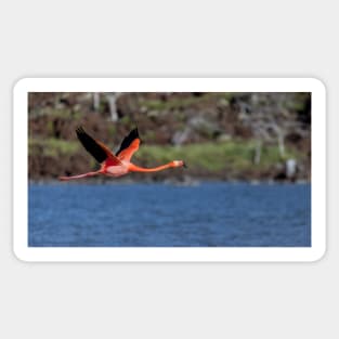 Galapagos Islands Flamingo Sticker